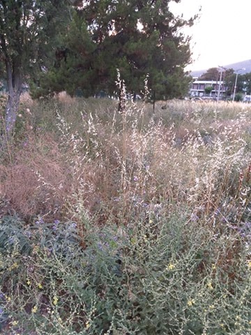 paidisi's tweet photo. ΔΗΜΟΣ ΑΓΙΑΣ: ΚΑΘΑΡΙΣΜΟΣ ΟΙΚΟΠΕΔΩΝ ΕΝΟΨΕΙ ΤΗΣ ΑΝΤΙΠΥΡΙΚΗΣ ΠΕΡΙΟΔΟΥhttps://t.co/Ica2myXSp8 https://t.co/n91iGI0NGg