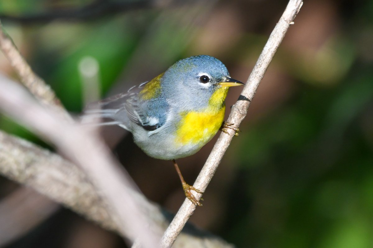 CoffeeHunterr's tweet photo. some birds from the past week https://t.co/bHtMHvKZXw