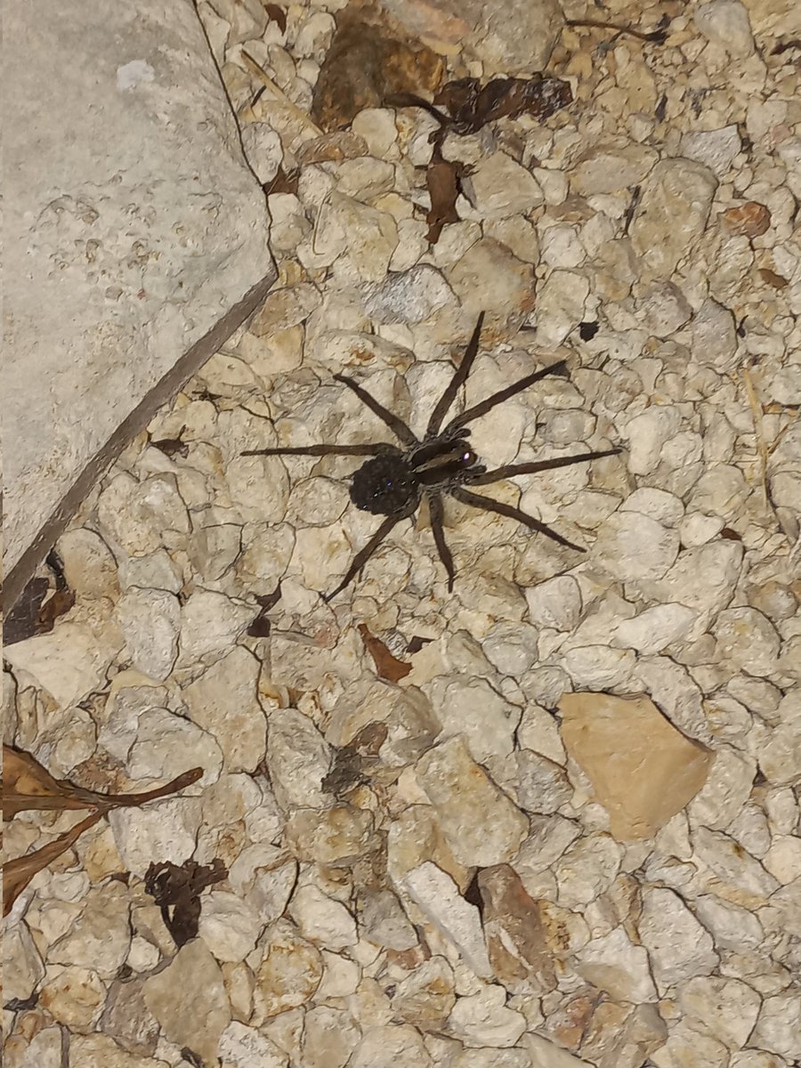 66_70_79's tweet photo. Hola @Arachno_Cosas

Recién me mudé a Yucatán. Acabo de encontrarme con este ejemplar en el patio. ¿Qué me puedes decir  acerca de? ¿Debo tenerle miedo? ¿Es un peligro para mis mascotas? https://t.co/bxyCwl2yZb