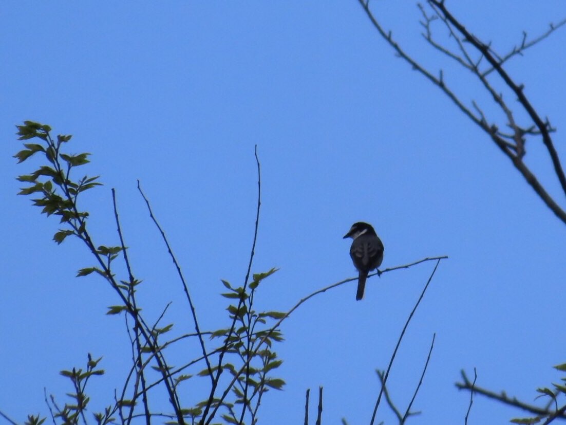 kandachi600's tweet photo. #サンショウクイ
#野鳥
#今日の初めまして
かなーり遠いですが、あれ?見たことない形の子が!と思い撮影。
#Pericrocotus
#ashyminivet https://t.co/XW7VtyLeDO