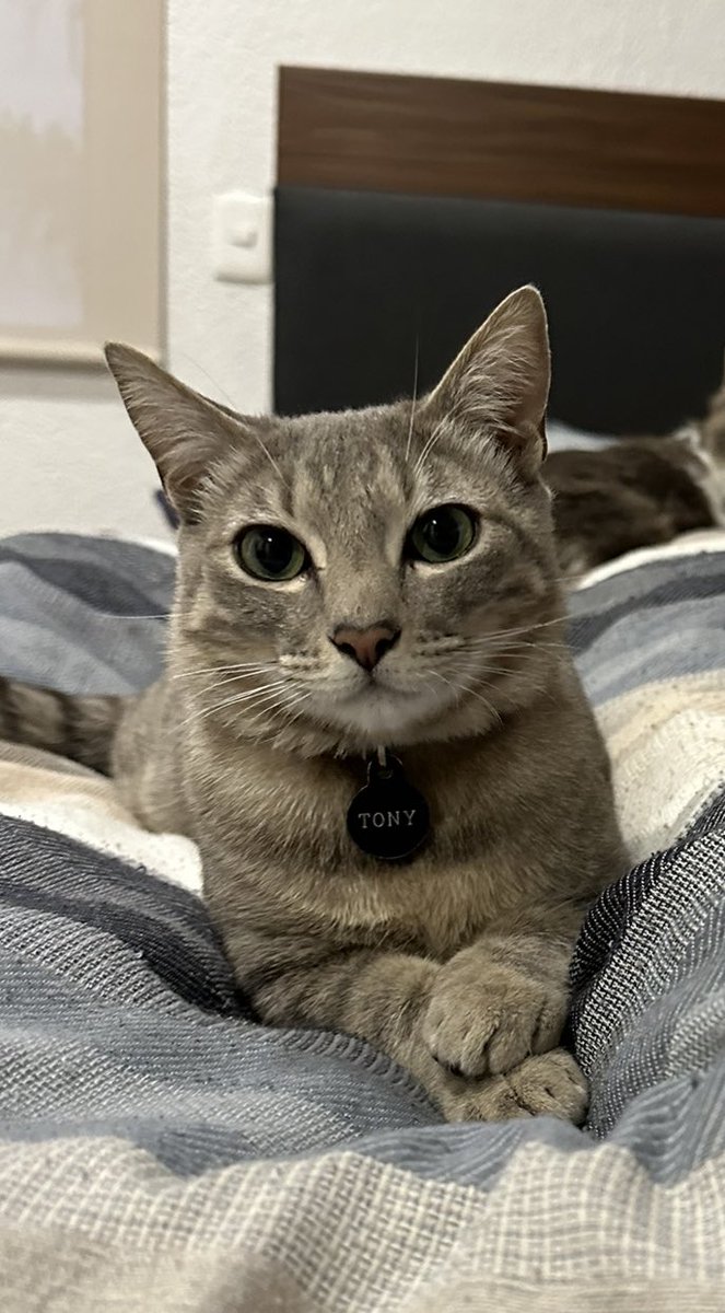 TeffMena's tweet photo. Hola a todas las vecinas y vecinos de @AsocLomasPalmas 
Ayuda por favor, mi gatito Tony se perdió hoy al rededor de las 7:00 de la noche! 
Cualquier información y difusión de este tweet es de apoyo para que regrese a casa!
Mil gracias! https://t.co/OJMKrByshC