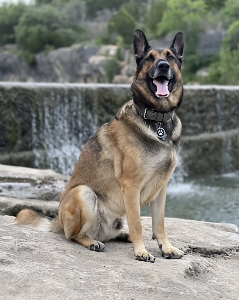 ATXCrypto_'s tweet photo. @georgiacarrera @CristinaHype Welcome to Shepherd life! They are big snugglers. You’re going to be a great #pupmom https://t.co/PBFPWOd8Il
