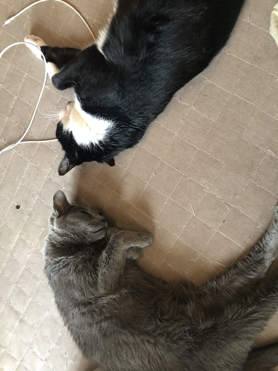 Yoshichika1983's tweet photo. 気づいたら、ずっと猫眺めてる、休日の午後。 https://t.co/FvyoBBslzz