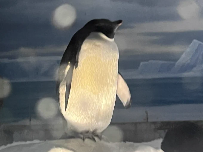 名古屋港でアデ・ウォッチングしてきた