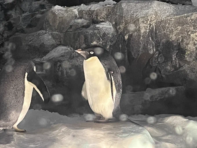 名古屋港でアデ・ウォッチングしてきた
