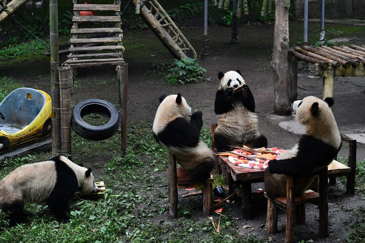 SpokespersonCHN's tweet photo. Panda's tea party. Table for 4, come on! https://t.co/U0l2KsP1Hn
