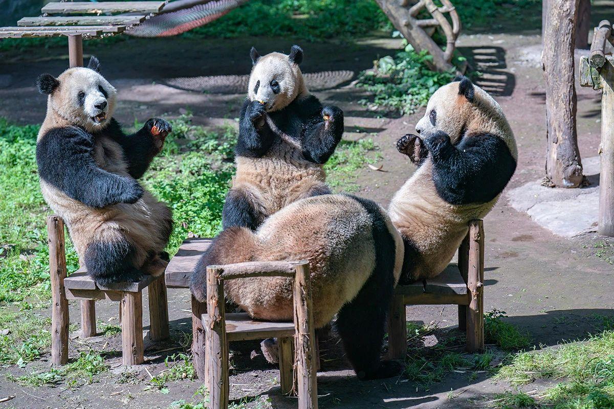 SpokespersonCHN's tweet photo. Panda's tea party. Table for 4, come on! https://t.co/U0l2KsP1Hn