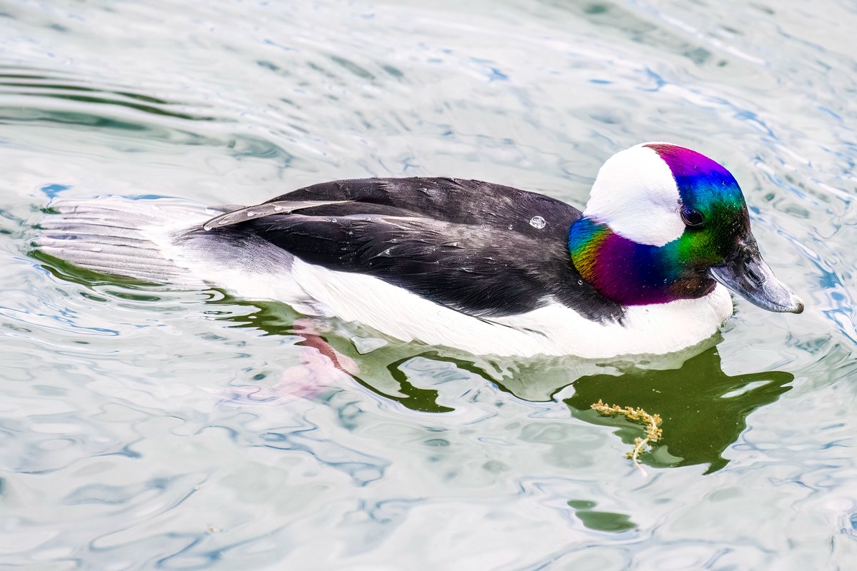 NativeBlueberry's tweet image. Is there anything more prideful than this male Bufflehead? Seen today in splendid form swimming and diving in the@CentralParkNYC reservoir. A perfect 10. #birdcpp