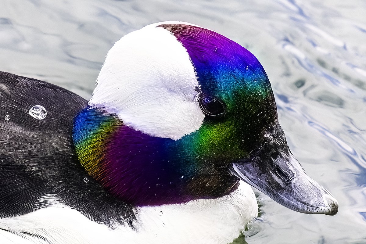 NativeBlueberry's tweet image. I mean...... #birdcpp