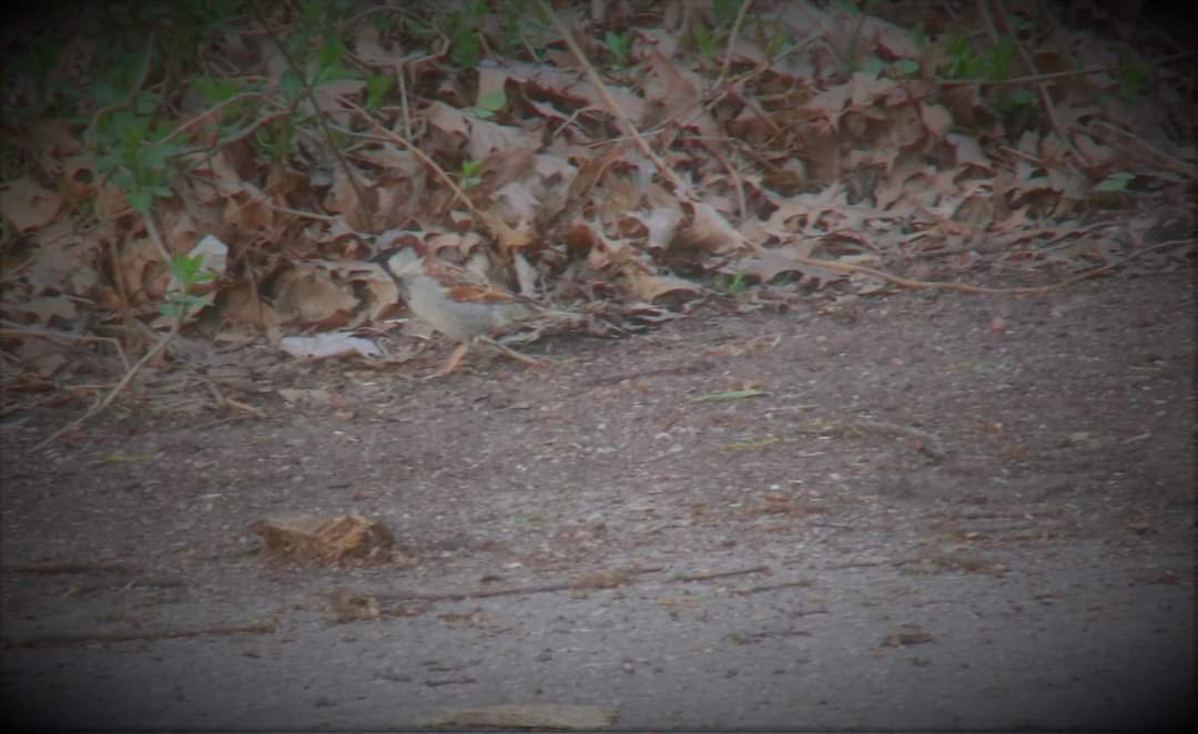 when you are sitting on top of your van with a camera and you choose not to chase the wildlife. Results: mediocre but relaxing. Recomendation status: Pending. Will try again.