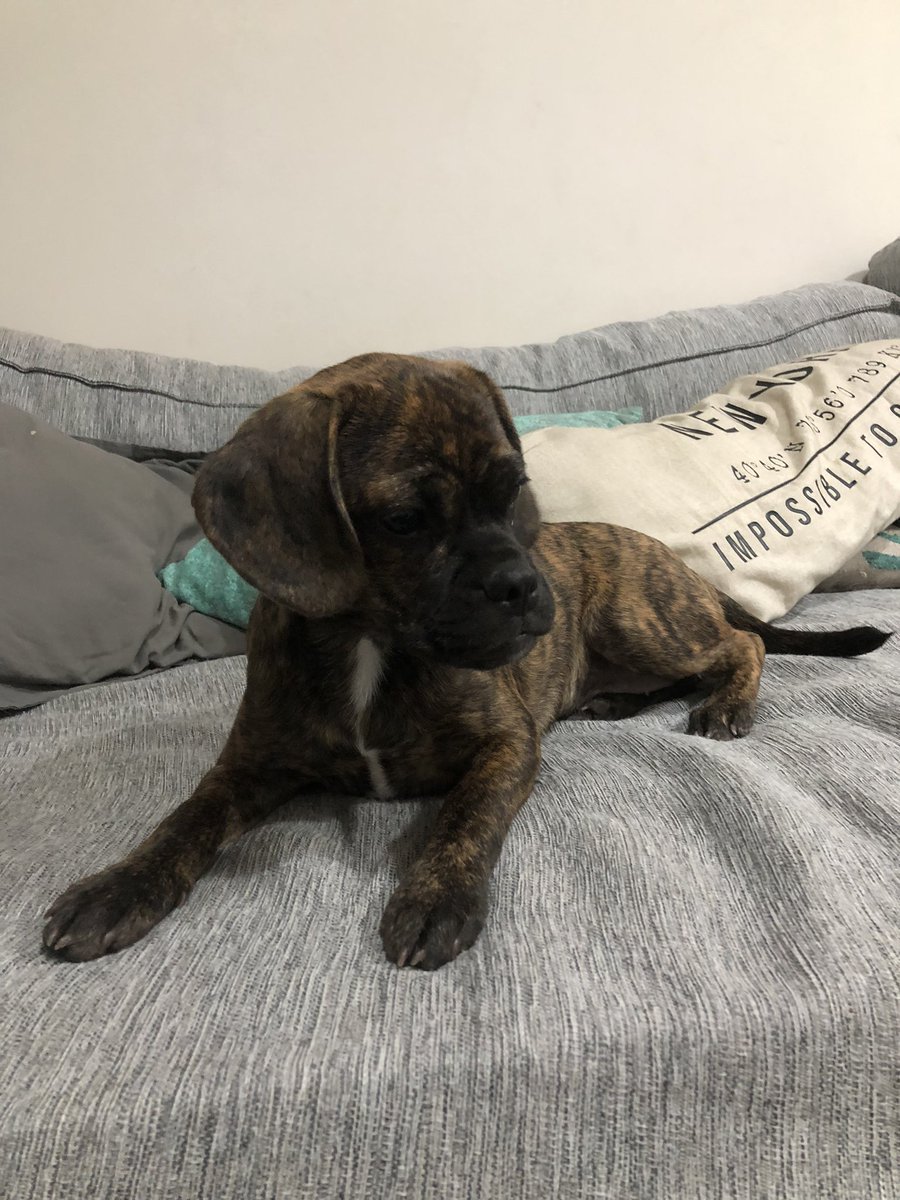¡PERRITA PERDIDA POR ILLIA Y SALGUERO! 
Se cruzaba la calle y corría para todos lados desorientada!
<a href="/VivireNuevaCba/">VivirenNuevaCórdoba®</a>