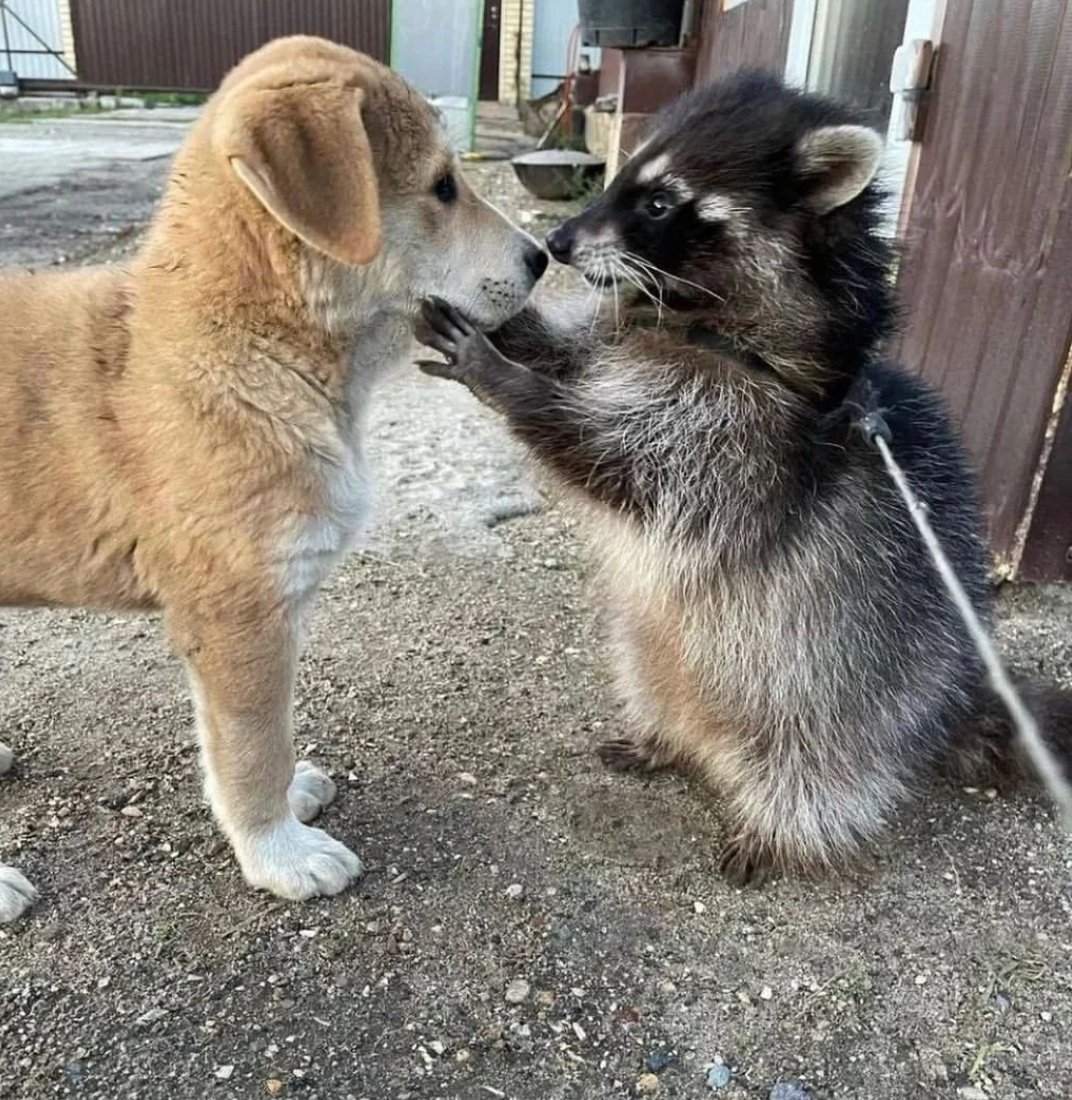 malacarasev's tweet photo. - TU KE CRASE DE MAPASHE ERE???
- PO NO SE YO SOY UN PERRO
- AAA Y ESO KE TIPO DE MAPASHE E??? COMO RUBIO
- PO NO CE
- WENO VALE NO TE PROCUPE SERA MI AMIGO RUBIO
- PO VALE https://t.co/BfvdrOecIQ