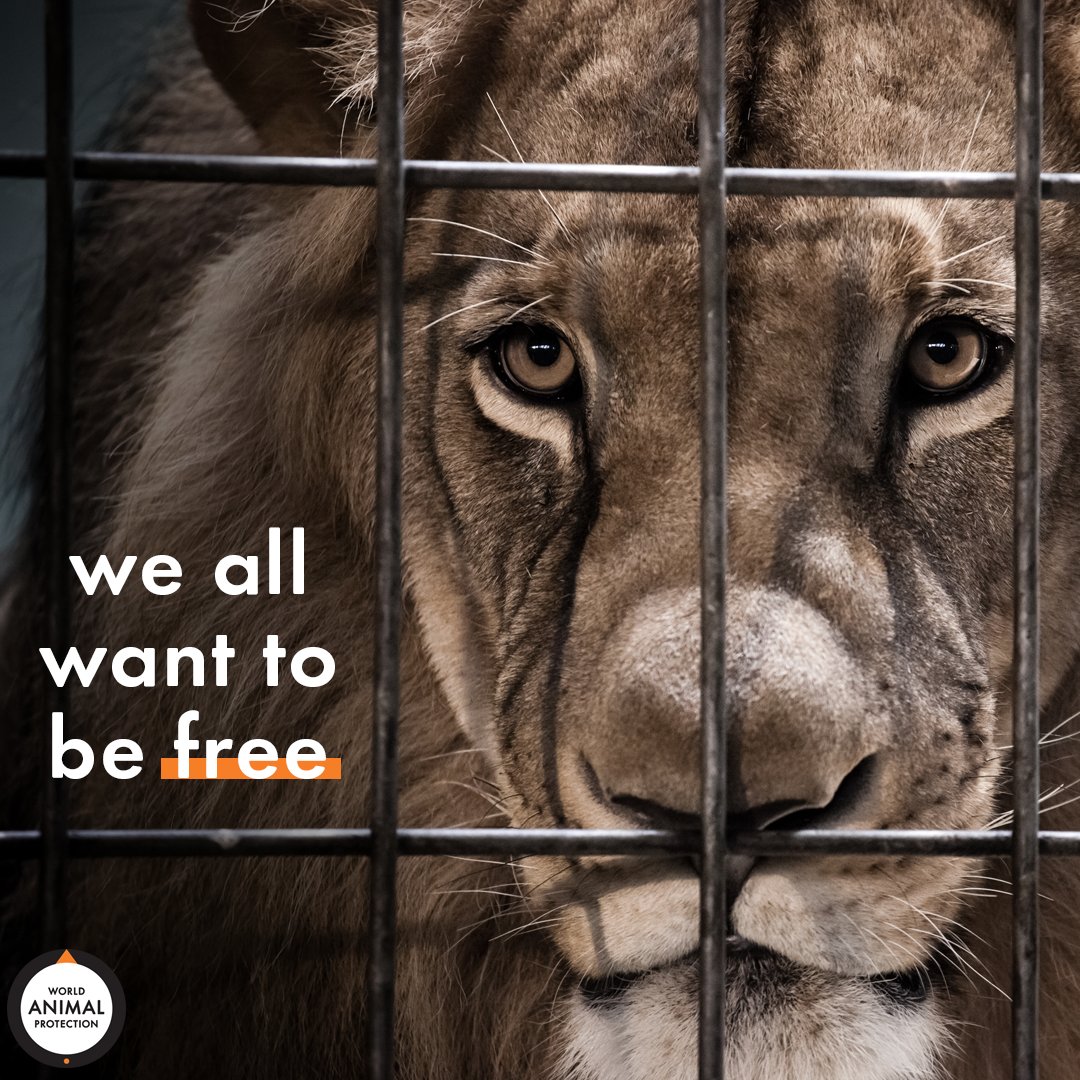 MoveTheWorldUS's tweet photo. Freedom is a universal desire. 🦁 https://t.co/XwxguA3Hkb