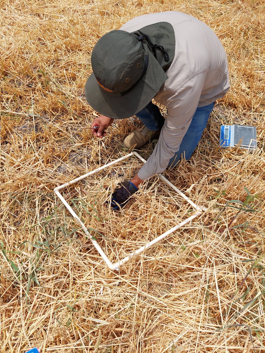 MarianaPrezGar's tweet photo. El diagnóstico de parcela es el paso  uno para un buen establecimiento en Agricultura de Conservación, continuamos investigando para afinar prácticas que generen alternativas para realizar Agricultura Regenerativa en la producción de granos #PlanMaiz @NestleMX @ACCIMMYT https://t.co/O4xROKSgML
