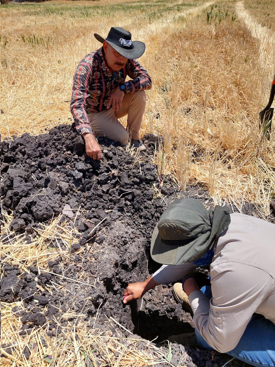 MarianaPrezGar's tweet photo. El diagnóstico de parcela es el paso  uno para un buen establecimiento en Agricultura de Conservación, continuamos investigando para afinar prácticas que generen alternativas para realizar Agricultura Regenerativa en la producción de granos #PlanMaiz @NestleMX @ACCIMMYT https://t.co/O4xROKSgML