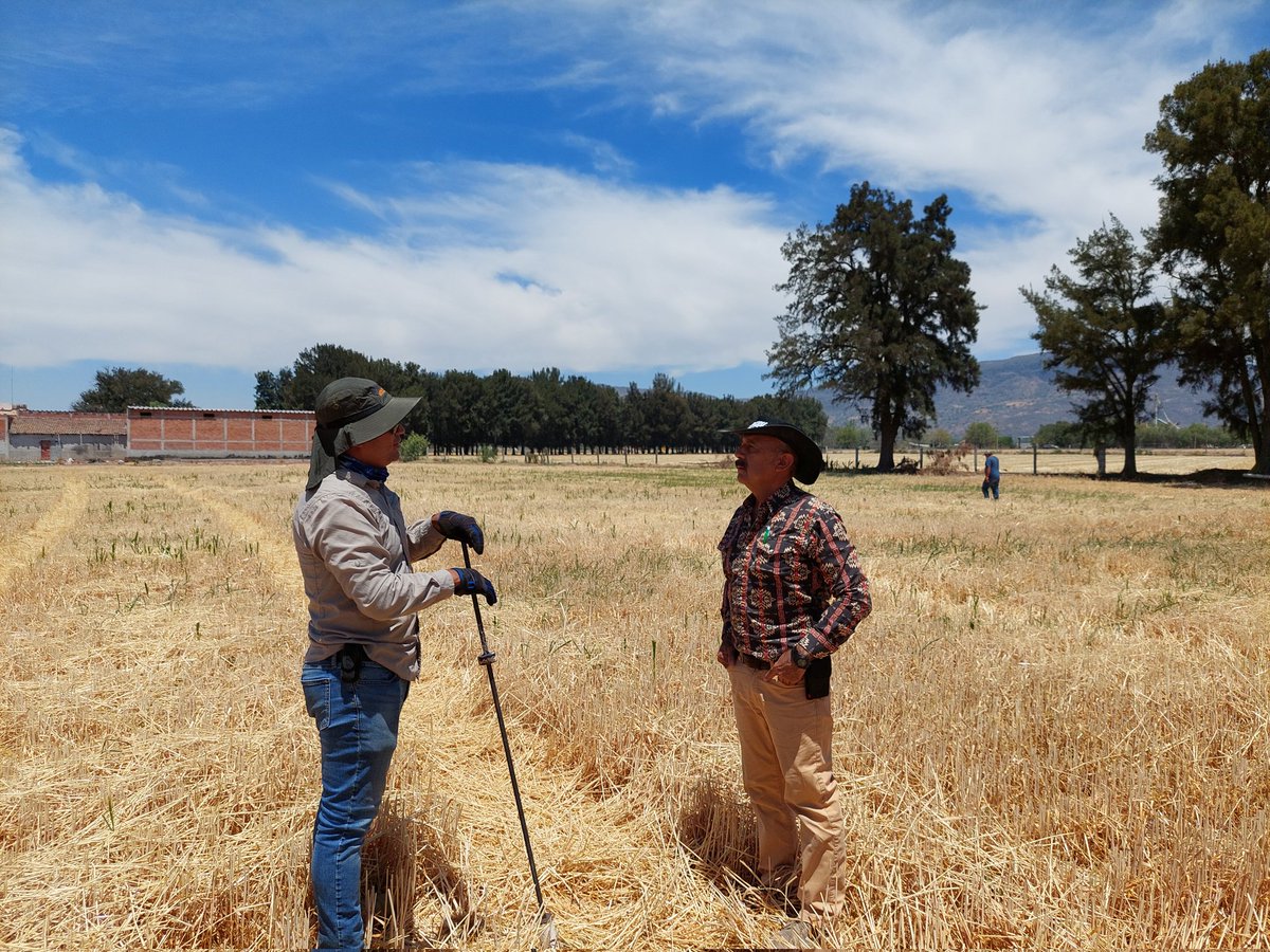 El diagnóstico de parcela es el paso  uno para un buen establecimiento en Agricultura de Conservación, continuamos investigando para afinar prácticas que generen alternativas para realizar Agricultura Regenerativa en la producción de granos #PlanMaiz <a href="/NestleMX/">Nestlé México</a> <a href="/ACCIMMYT/">ACCIMMYT</a>