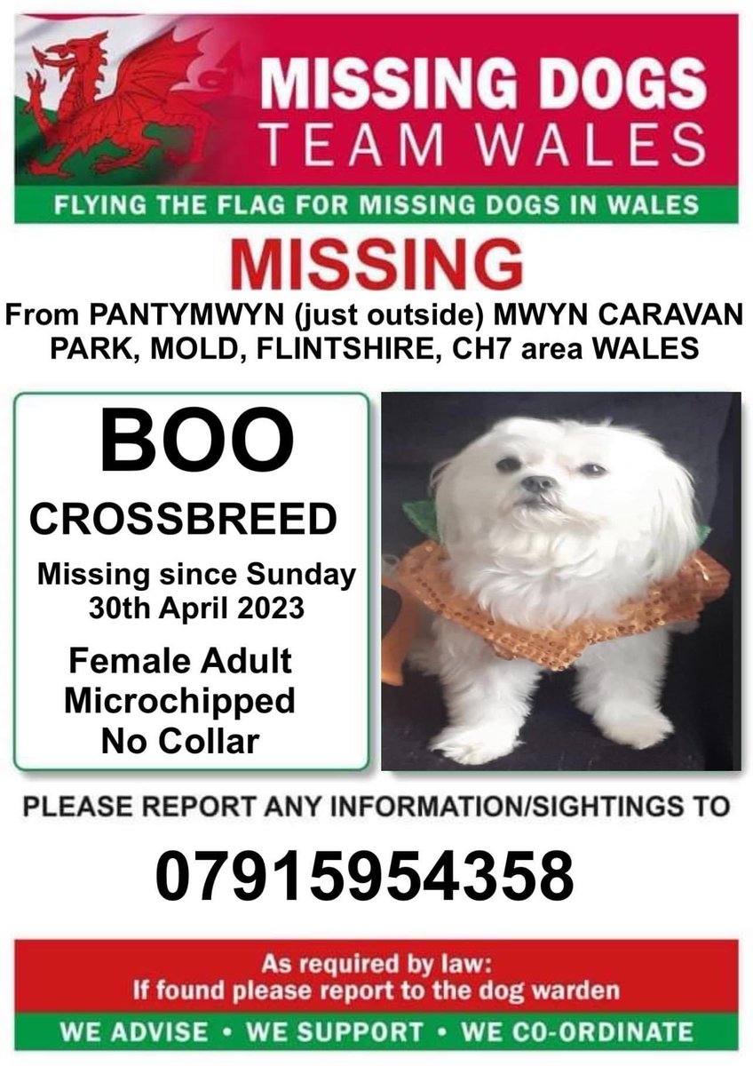 rosiedoc666's tweet image. BOO MISSING (just outside) MWYN CARAVAN PARK, #MOLD, #FLINTSHIRE, #CH7 area #WALES 
Since Sunday 30th April 2023
CHIPPED 

facebook.com/groups/1919091…

@MoldNetballClub @Moldgolfclub @moldrfc @juliagarland73 @ruthwill64 @JacquiSaid @CarolPoyerPeett @thedogfinder @MissingPetsGB