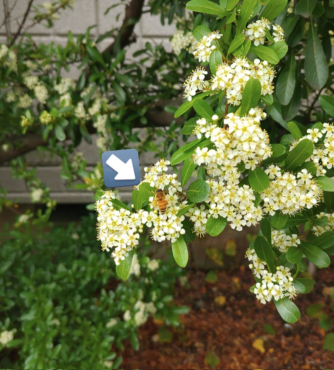 【雑談582🐝🍯💠】 おはようございます 通勤途中🚶の風景✨ みつばち仕事中🐝🍯💠写真好きな人と繋がりたいお弁当記録 料理