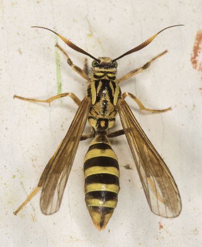 This is a moth. Mimicry does weird things to animals.

📷: Steven Easley