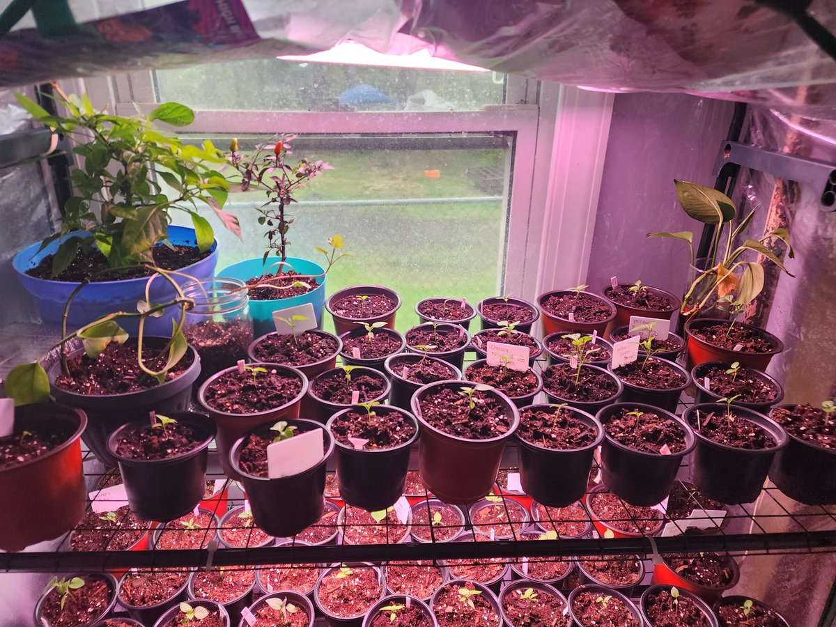 TheScovilleUnit's tweet photo. Grow babies grow!! #GreenThumb
#Peppers #TheScovilleUnit https://t.co/dKtK9yGEgb