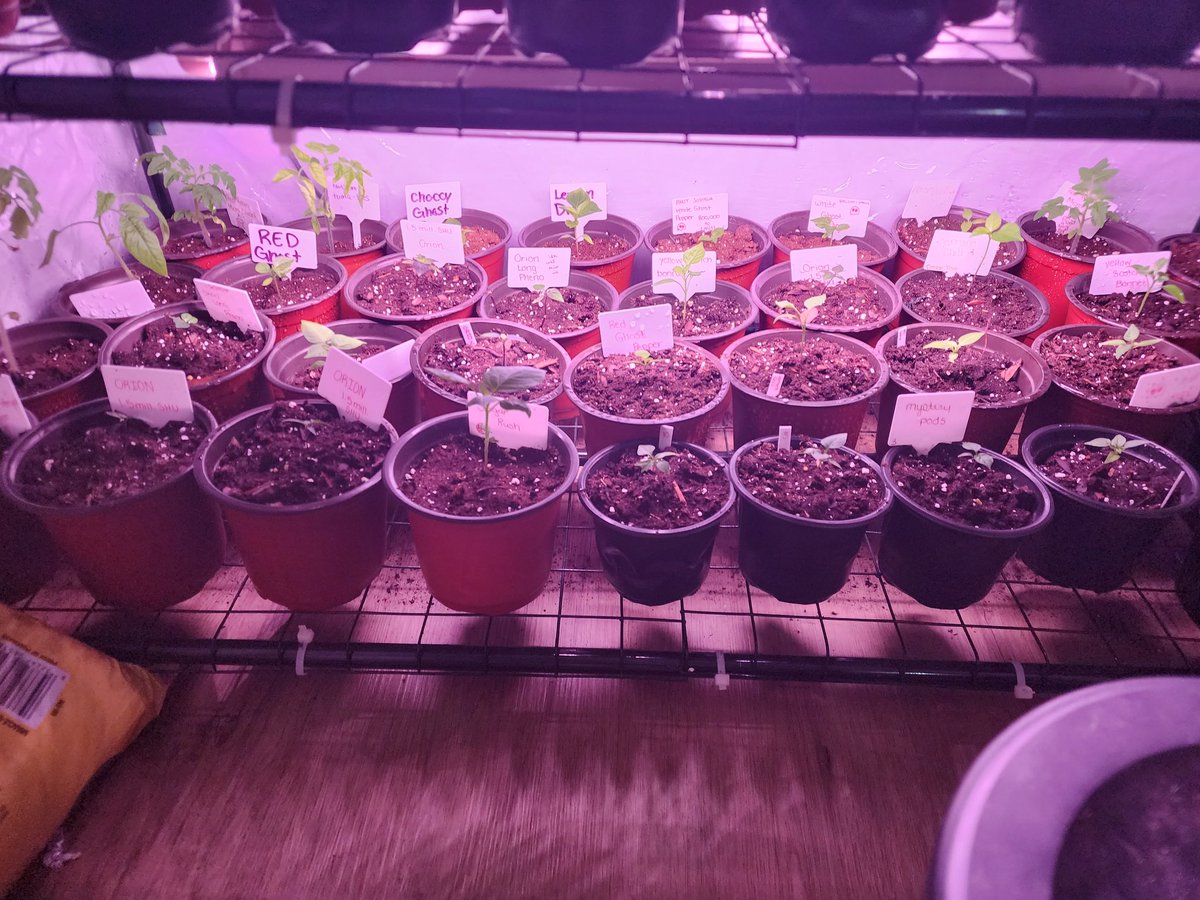 TheScovilleUnit's tweet photo. Grow babies grow!! #GreenThumb
#Peppers #TheScovilleUnit https://t.co/dKtK9yGEgb