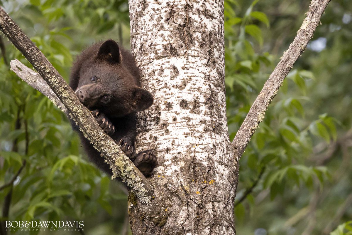 Join me for an incredible Black Bears, Pelicans, Waterfalls, and Landscape workshop in Minnesota's North Woods!

Hit the link for all the details:  express.adobe.com/page/39t959gK6…