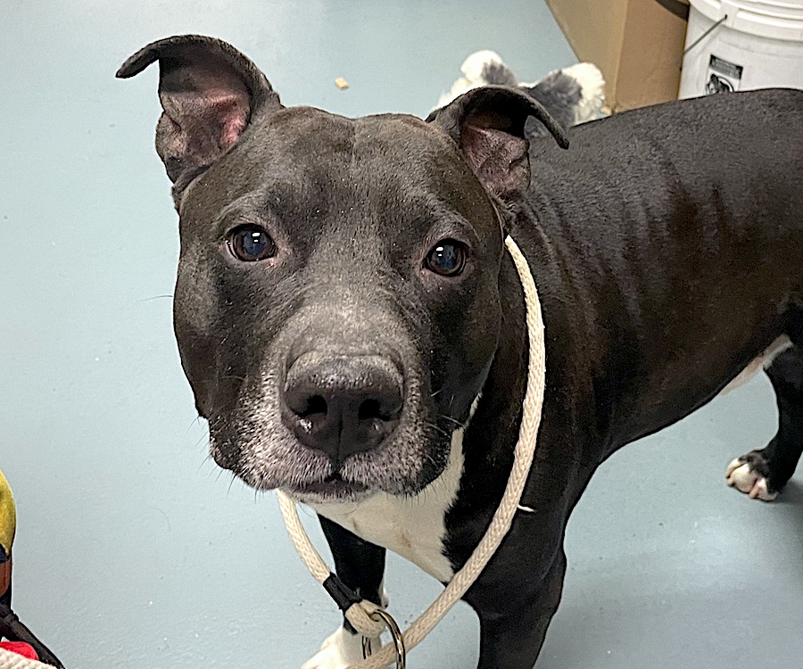 NMBewitched's tweet photo. Bobo was killed by #NYCACC
He never had a chance
Terrified at ACC
You deserved a better human &amp; life❤️‍🩹

Tomorrow is Kill Day
4 #Blackdogs have very low #Pledges 
If you can contribute, please do
Otherwise #RT &amp; hope for a Hero

Bobo, I am so sorry😔😤 https://t.co/L5S2QEcDml