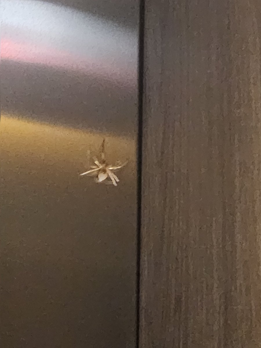 simondabbah's tweet photo. Hola @Arachno_Cosas crees que me pudieras ayudar a identificar si es de importancia medica? https://t.co/Wid89msazF