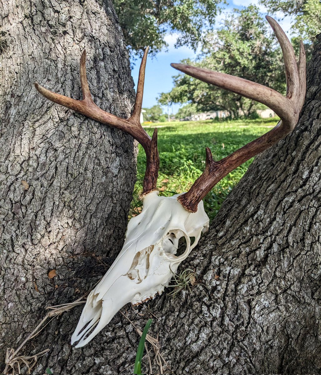 AshesTerrible's tweet photo. I got the honor of doing a euro mount for my sweet, dear friend/hunting partner for life and I'm SO HAPPY with the results!!!! This was her harvest of the 2022 season and ain't he just a dandy 🤩🦌🦌🦌 #euromount #deermount #skull #bones #deer https://t.co/8lxRkzpGR0