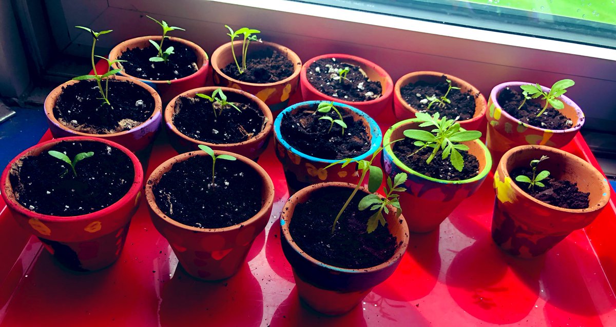 Kindergarten working on a special project for Mothers Day! 🌺🌼🌷🎨🌱✨ #makinglearningfun @StGarnierDPCDSB