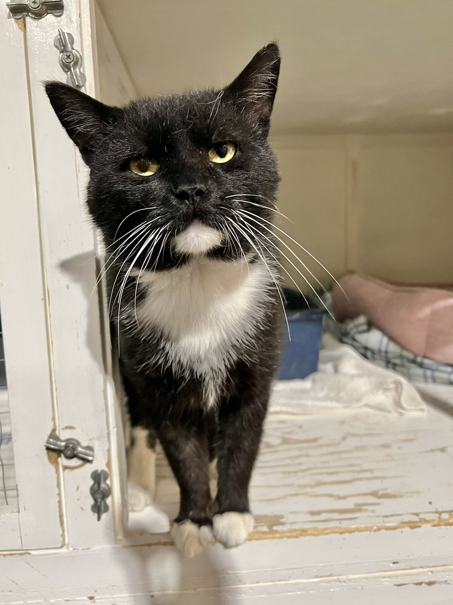 SAFE Team Rescue tweet media