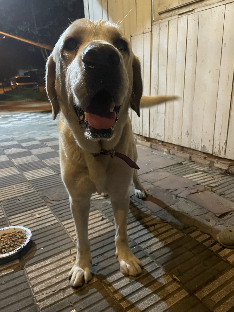 Rociojanette's tweet photo. Este perro estaba perdido en la zona de Lomilitos sobre Médicos del Chaco.
Si sos el o la dueña escribime. https://t.co/5JRPY9vNEU