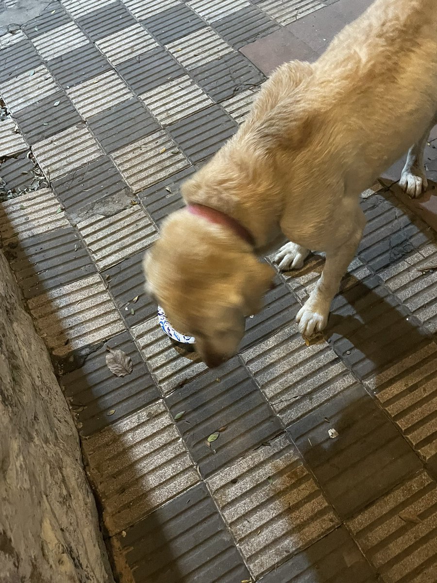 Rociojanette's tweet photo. Este perro estaba perdido en la zona de Lomilitos sobre Médicos del Chaco.
Si sos el o la dueña escribime. https://t.co/5JRPY9vNEU