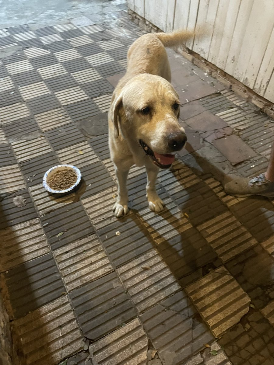 Rociojanette's tweet photo. Este perro estaba perdido en la zona de Lomilitos sobre Médicos del Chaco.
Si sos el o la dueña escribime. https://t.co/5JRPY9vNEU