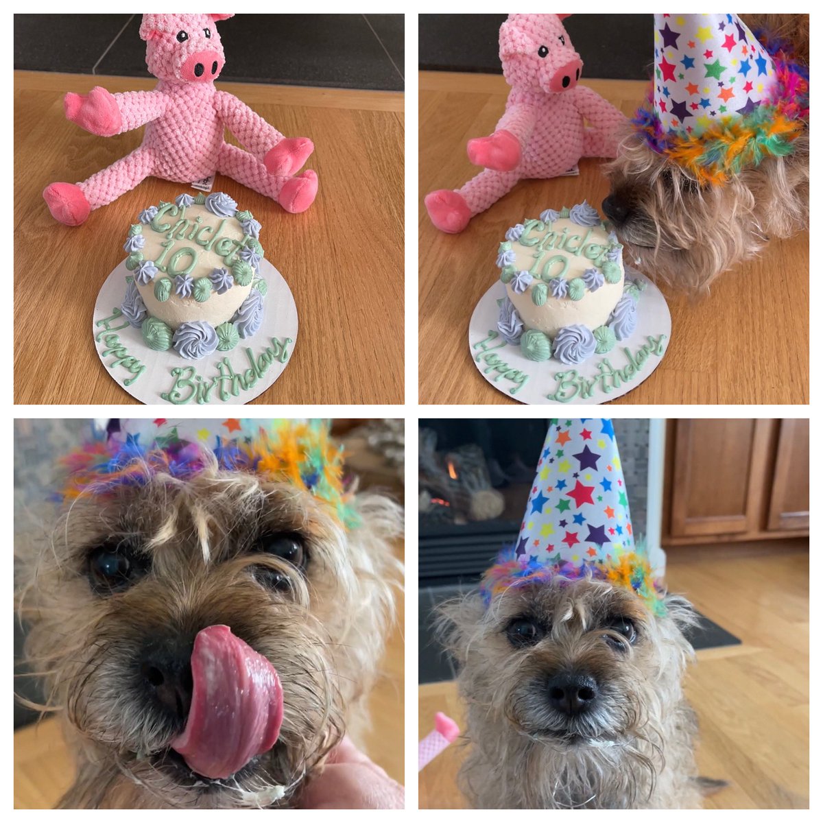 chicletBT's tweet photo. Hey Pals, it’s my 10th Birthday!  ❤️🐾 #Chiclet #BTPosse https://t.co/XQNlICNb2L
