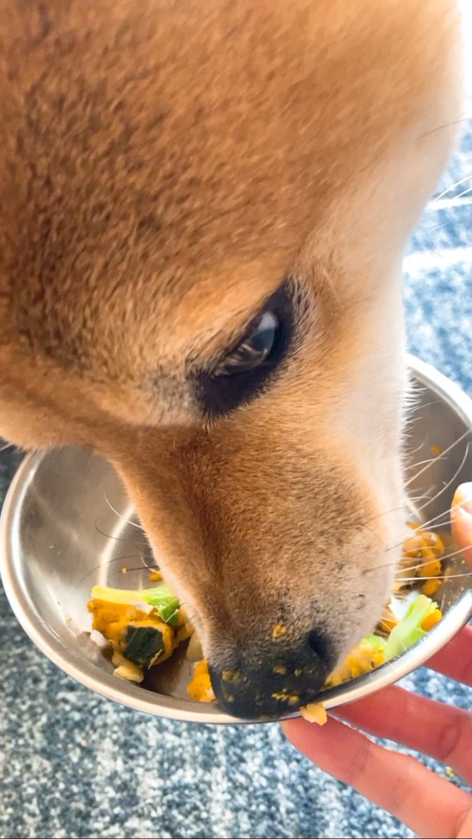 mi_di_0815's tweet photo. #DConedish さんにおみつ専用のオーダーレシピを作成していただいて、初めての手作りごはんを与えたよ🍽💞まずは4ぶんの1から🐕🍡鼻の頭かぼちゃだらけにして完食していた😹❤️🔥美味しすぎて3枚目の顔(?) https://t.co/xVC70a7a1l