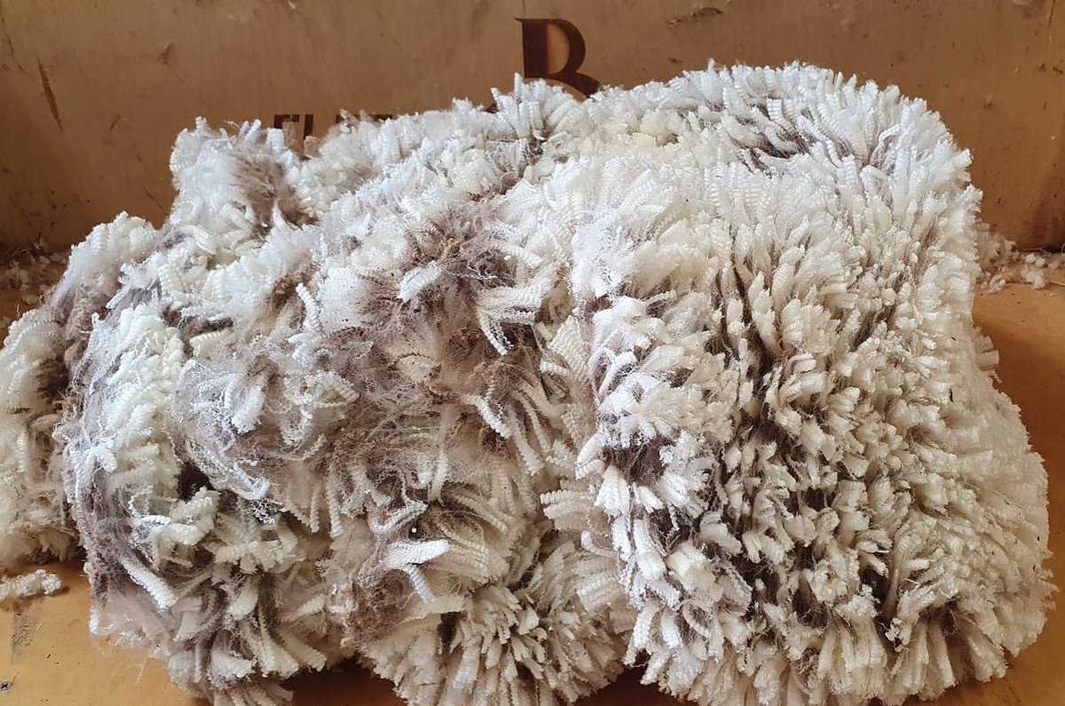 QualityWool's tweet photo. SHEARING time for stud and commercial sheep at Quality clients Hendowie #PollMerino last week.
Young rams and ewes averaged 2.6kg/hd for greasy fleece weight for five months growth, older ewes averaged 3kgs.
Stay tuned for details of Hendowie’s 2023 stud sale, dropping soon. https://t.co/4EnXdigER1