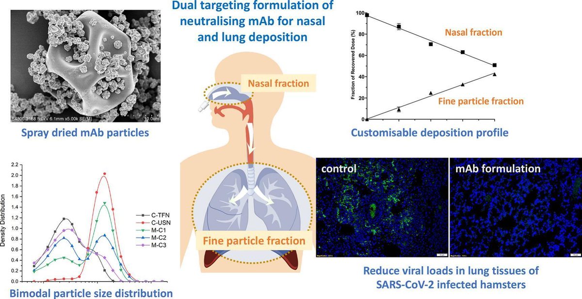 JCRnEDITORS's tweet image. Neutralisation of SARS-CoV-2 by monoclonal antibody through dual targeting powder formulation.
| Jenny K.W. Lam @HKUniversity |
[50 days' free access]
#nasaldelivery #powderformulation #vaccine 
authors.elsevier.com/sd/article/S01…
