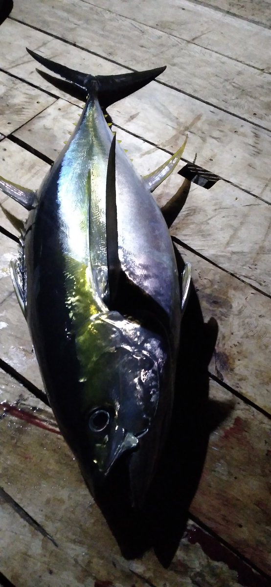 SaidaUmagapi's tweet photo. Saida Umagapi Luhkan Sula Bp3ambon,Melaporkan hasil produksi Ikan Tuna Loin KUB Sula Mandiri Jumlah 26 kg dengan harga 85,000/kg
#GiatluhkansulaBp3Ambon
#Luhlapor
#PuslatluhKP
#Bp3Ambon https://t.co/l6vDvWe2sV
