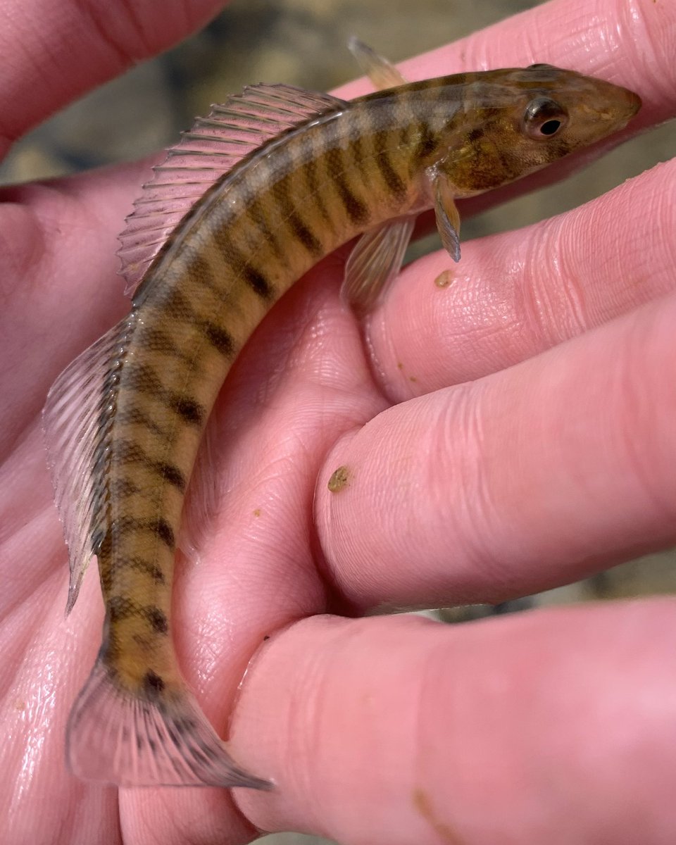 FemboyFishing🏳️‍⚧️🎣 on Twitter: 