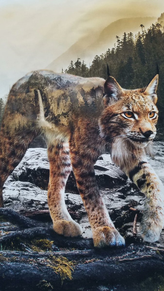 howarths63's tweet photo. Check out #beatuful #stunning #Calloftewild #Fabric panels #quilting #quiltingcotton #wildlife #wilderness #digital #Sewing #crafting https://t.co/tALP0twFkm https://t.co/3kzL47pSEw
