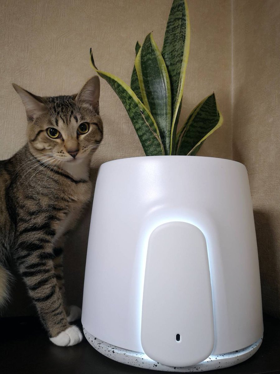 KibidangoJp's tweet photo. 私が育てました！
今日の植物の様子は？

と職人を装って軽石を盗む泥棒。
軽石を踏むと地味に痛いのでやめて！
#Natede #企業公式猫部 #保護猫
[文責:ツイ担] https://t.co/00zeUuu4wm