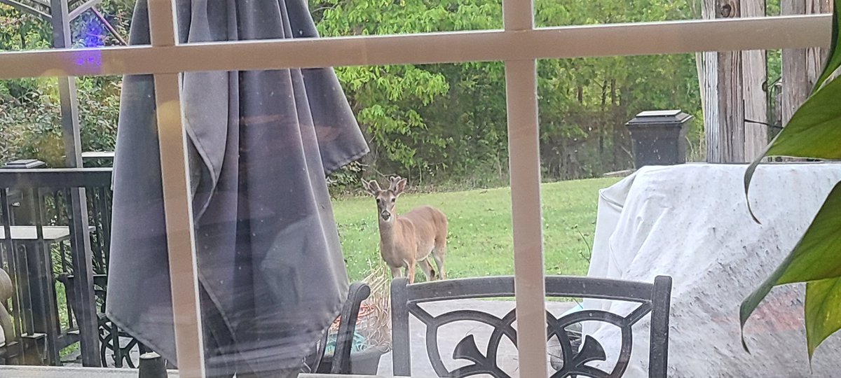 corner_kd's tweet photo. I love my backyard at dusk. Four young bucks come to visit every night. One of the benefits of being surrounded by acres of trees and a yard full of fruit trees, clover, muscadine vines, and butterfly bushes. 
And yes, we planted most of that for the deer and turkeys. https://t.co/TQp06J9MWW