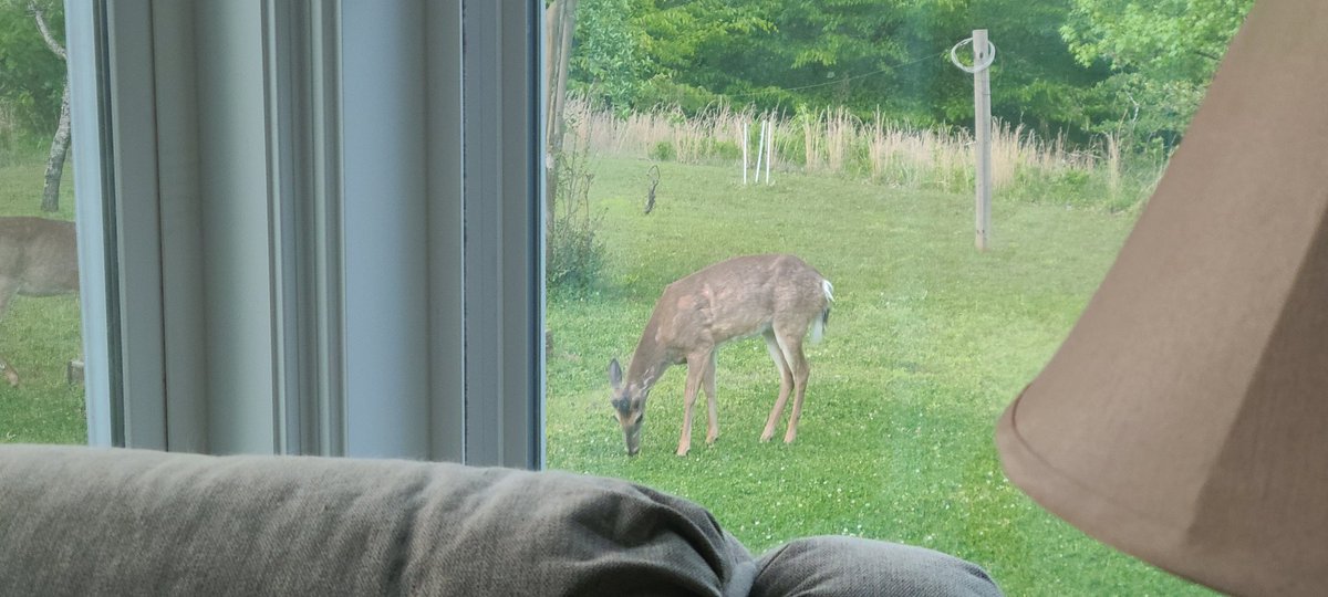 corner_kd's tweet photo. I love my backyard at dusk. Four young bucks come to visit every night. One of the benefits of being surrounded by acres of trees and a yard full of fruit trees, clover, muscadine vines, and butterfly bushes. 
And yes, we planted most of that for the deer and turkeys. https://t.co/TQp06J9MWW