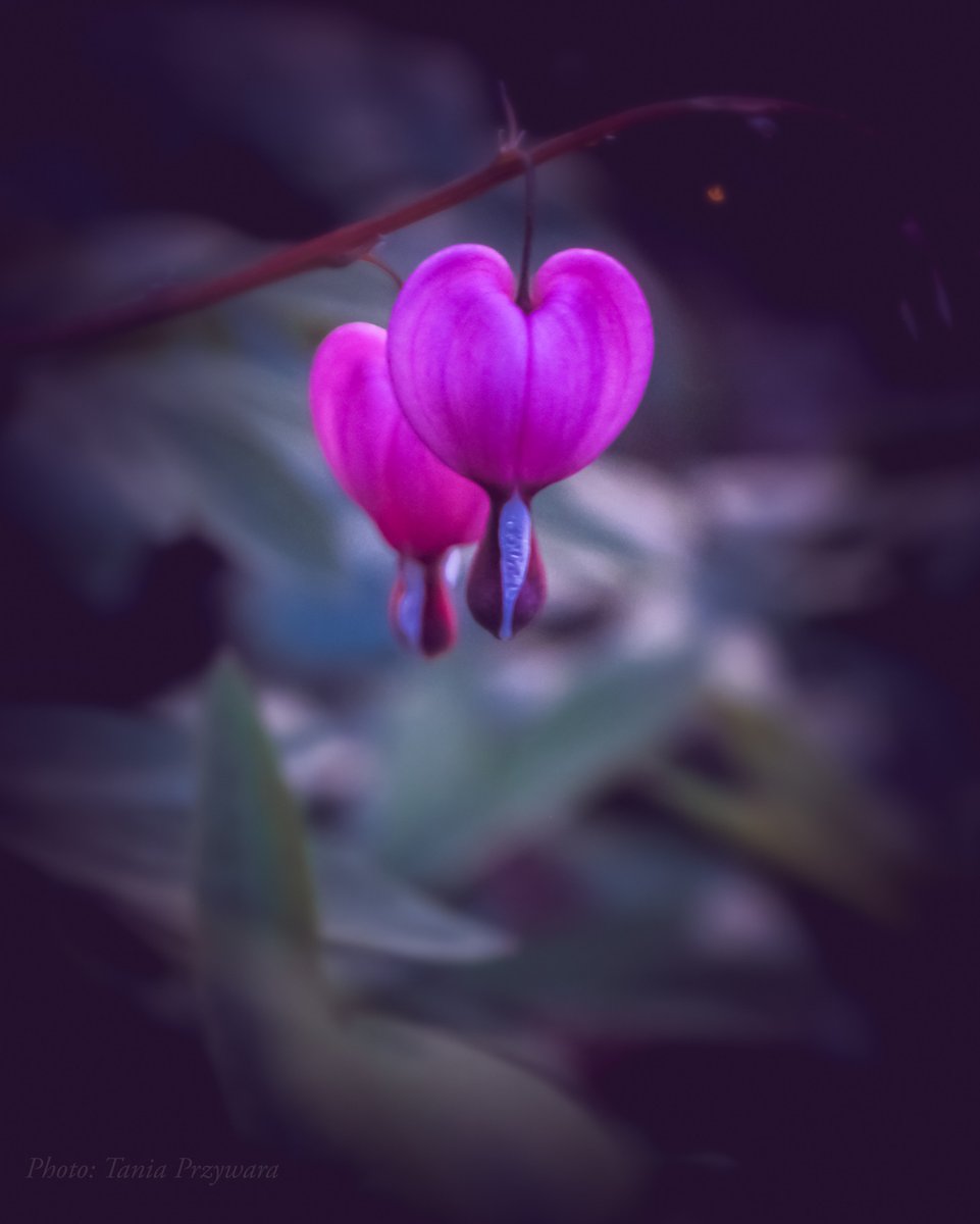 @CanonUSAimaging “In all the world, there is no heart for me like yours. In all the world, there is no love for you like mine.”

-Maya Angelou

Two bleeding heart flowers~

#CanonFavPic #moodynature #macrophotography #flowerphotography  #flowerlovers #lovequotes