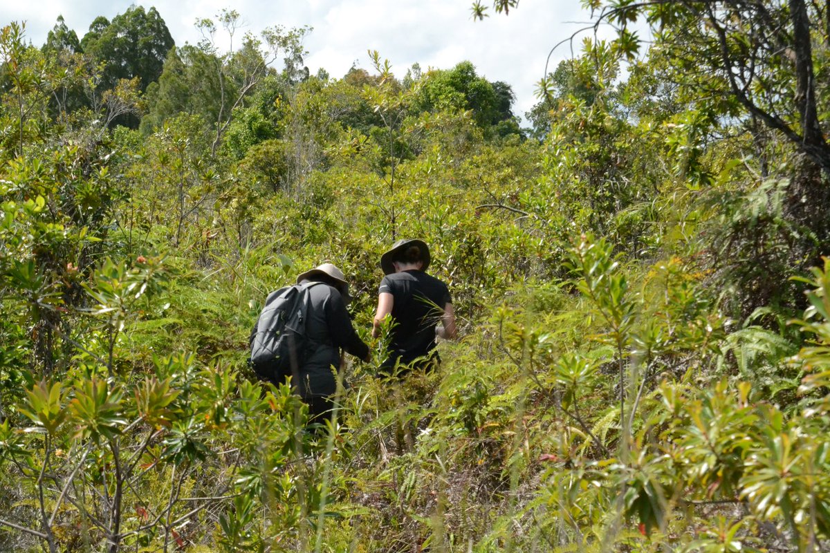 InsectBiomech's tweet photo. Walter, @ritabrata1907 and Lorenz have joined @CNSAndrew_ on fieldwork in Brunei 🇧🇳! We are super excited to continue working on insect-plant interactions on the abundant populations of both pitcher plants and macaranga trees here. Some snapshots from our first field site visits: https://t.co/OX4Pzd6T9v