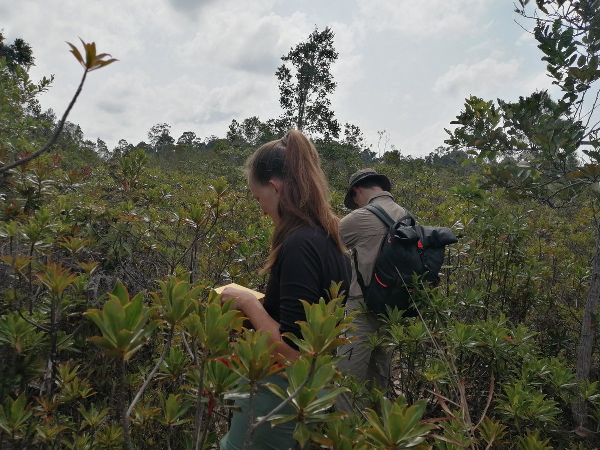 InsectBiomech's tweet photo. Walter, @ritabrata1907 and Lorenz have joined @CNSAndrew_ on fieldwork in Brunei 🇧🇳! We are super excited to continue working on insect-plant interactions on the abundant populations of both pitcher plants and macaranga trees here. Some snapshots from our first field site visits: https://t.co/OX4Pzd6T9v