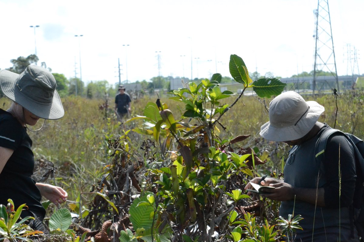 Walter, <a href="/ritabrata1907/">Ritabrata Chowdhury</a> and Lorenz have joined <a href="/CNSAndrew_/">Charlotte Andrew</a> on fieldwork in Brunei 🇧🇳! We are super excited to continue working on insect-plant interactions on the abundant populations of both pitcher plants and macaranga trees here. Some snapshots from our first field site visits: