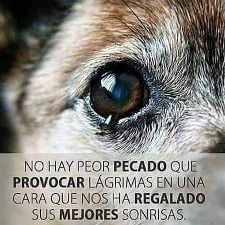 HAS LLORADO ALGUNA VEZ 
POR UN PERRO?
!!YO SI!!