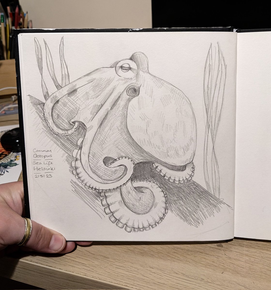 Worried I bit off more than I could chew for a before bedtime sketch with this guy but I love him! Def one I want to paint in #watercolor

Common octopus at #sealife #helskini

#sketchbook #graphite #ArtistOnTwitter